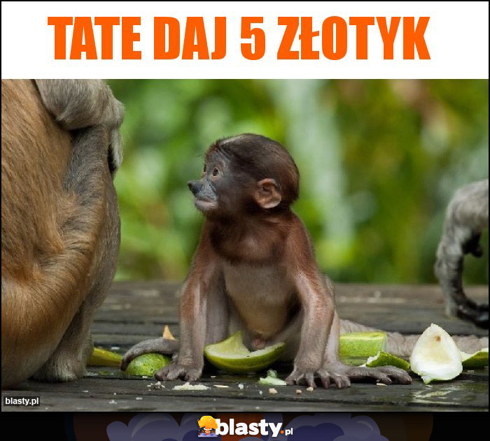 TATE DAJ 5 ZŁOTYK