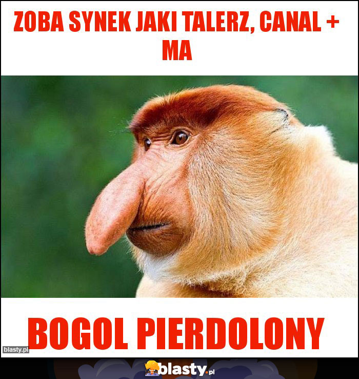 Zoba synek jaki talerz, canal + ma