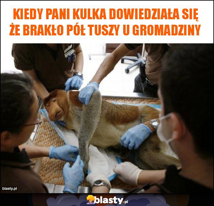 Kiedy pani kulka dowiedziała się że brakło pół tuszy u gromadziny