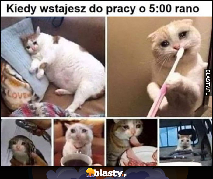 Kot kiedy wstajesz do pracy o 5 rano