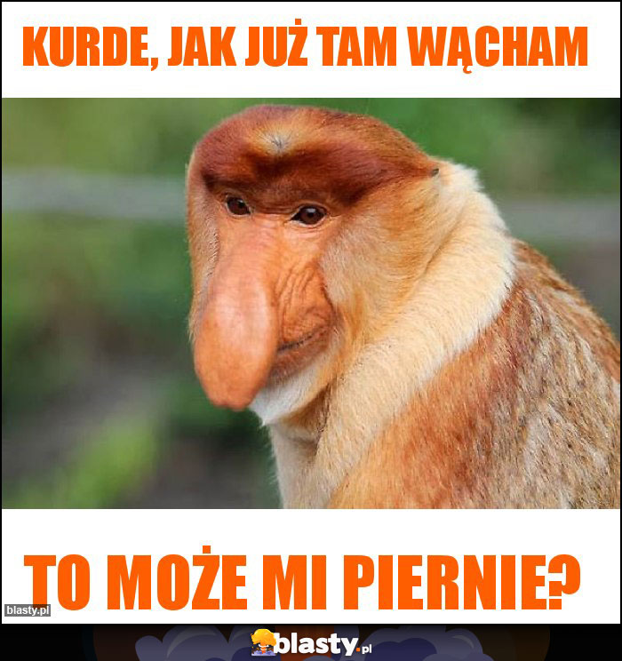 Kurde, jak już tam wącham