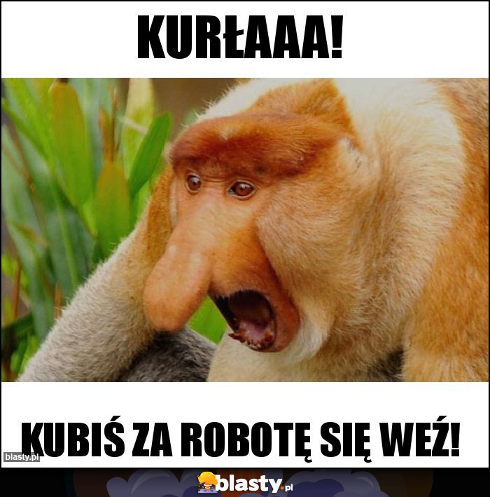 Kurłaaa!