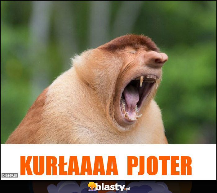 kurłaaaa  Pjoter