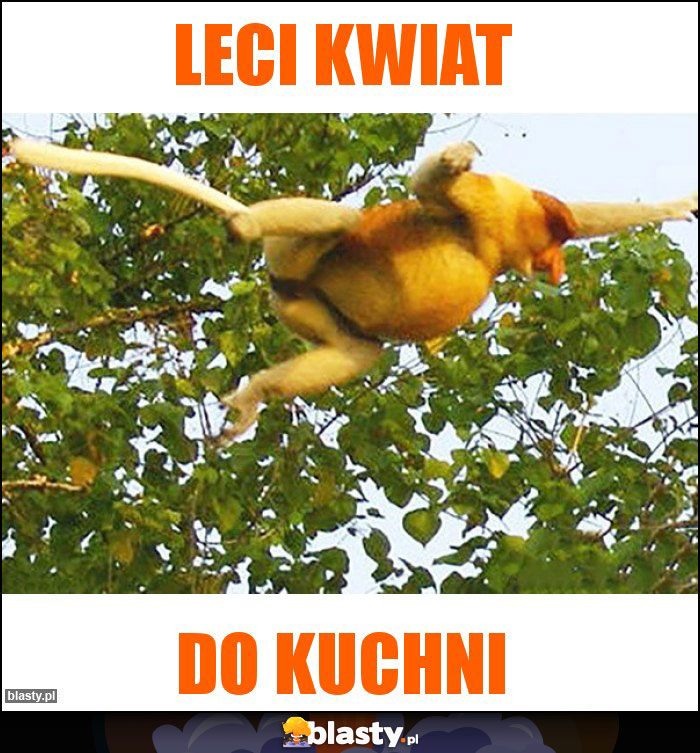 Leci kwiat