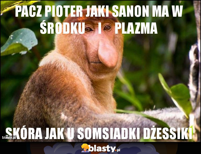 pacz pioter jaki sanon ma w środku     i     plazma