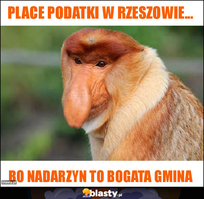 Place podatki w Rzeszowie...