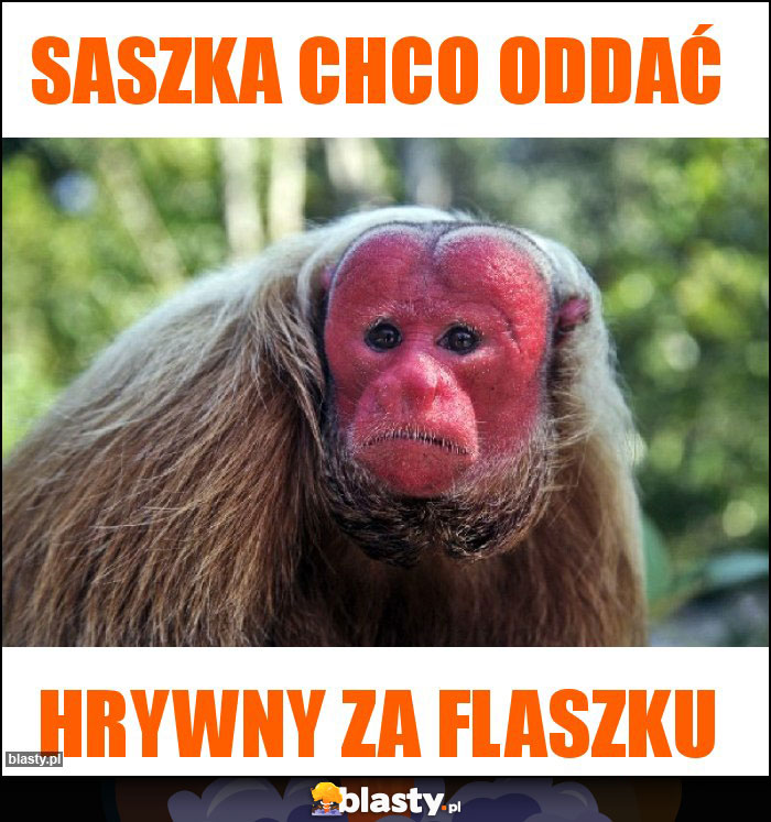 Saszka Chco oddać