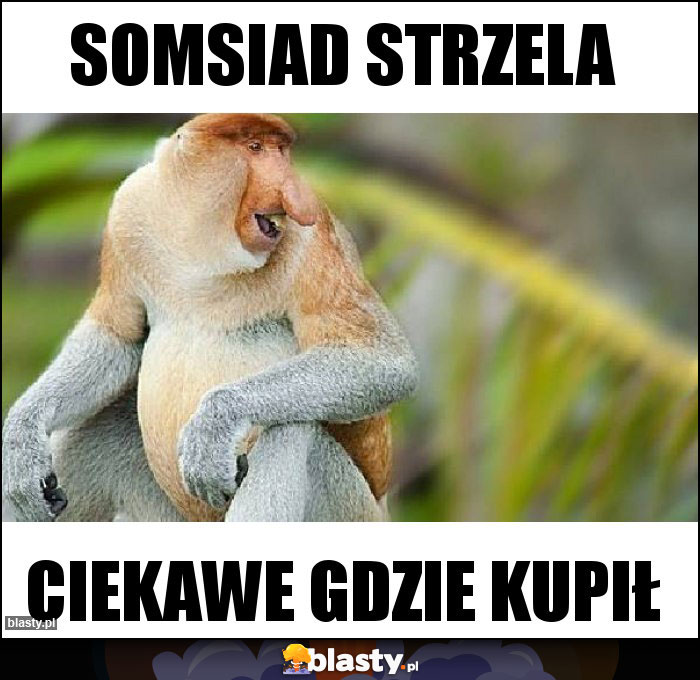 somsiad strzela