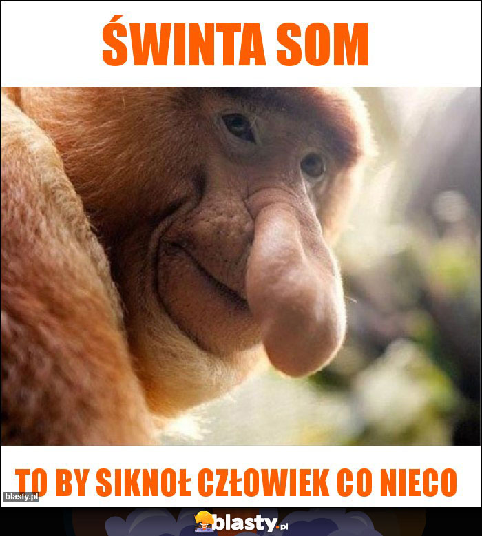 Świnta som