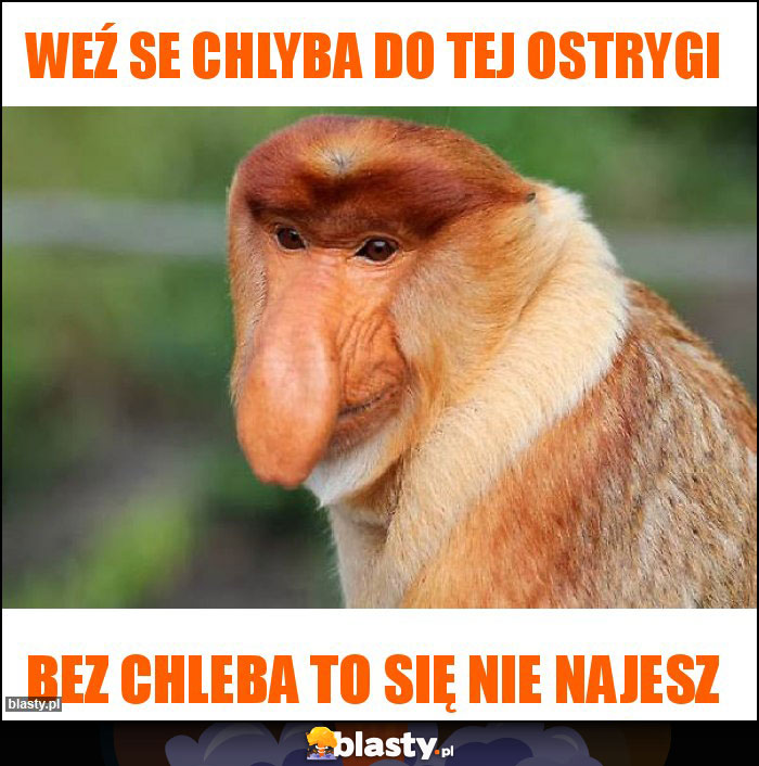 Weź se chlyba do tej ostrygi