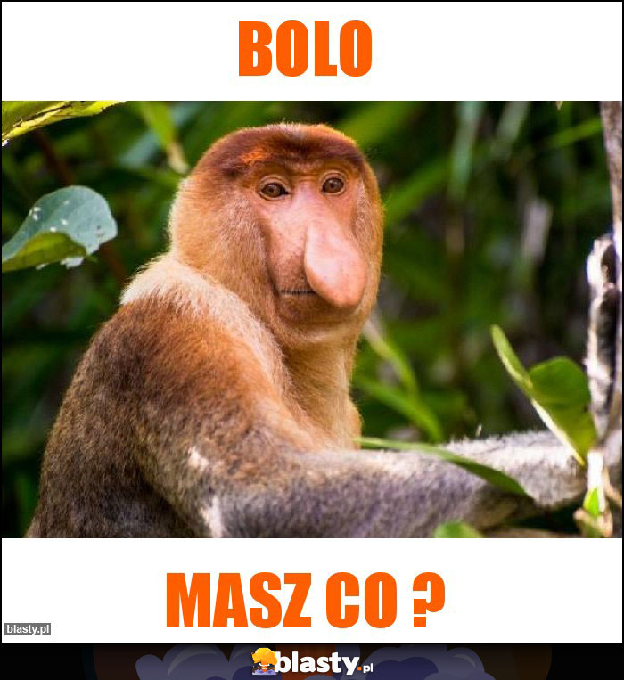 Bolo