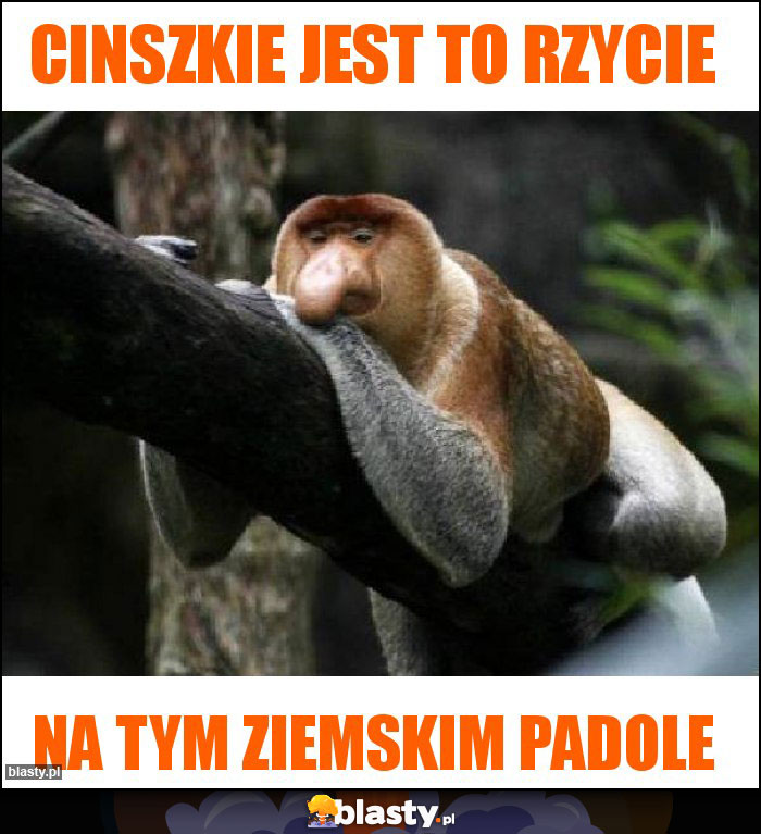 Cinszkie jest to rzycie