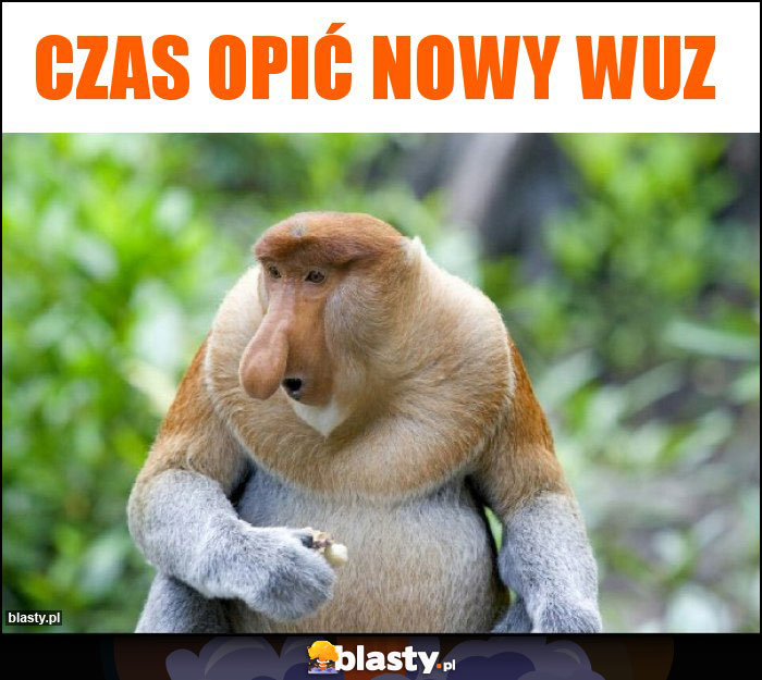 Czas opić nowy wuz