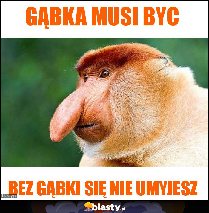 Gąbka musi byc