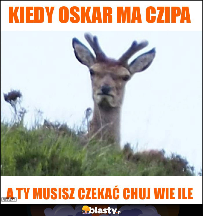 Kiedy Oskar ma czipa