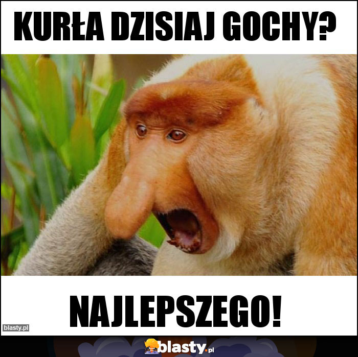 Kurła Dzisiaj Gochy?