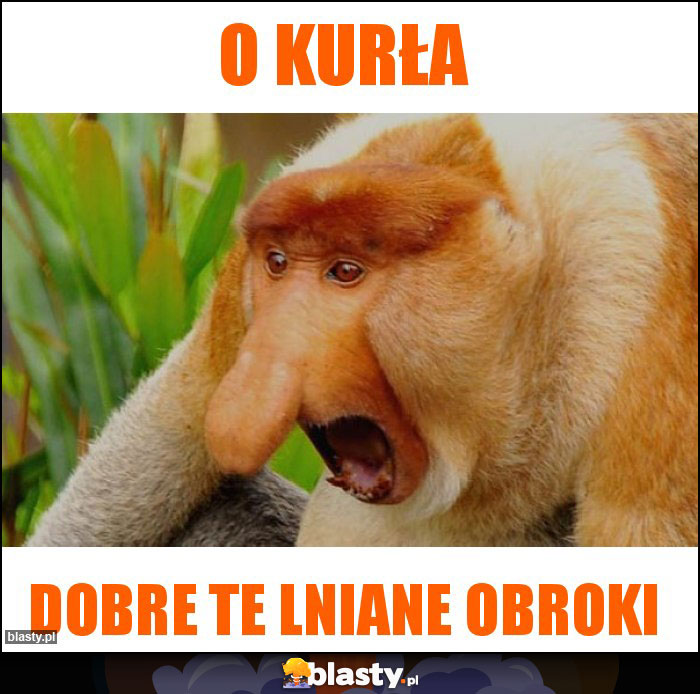 O kurła