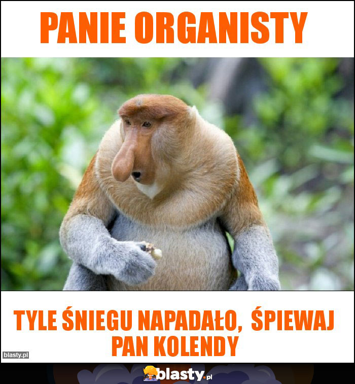 Panie organisty