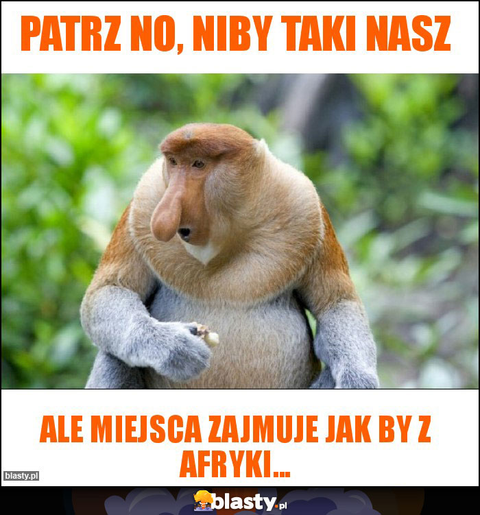 Patrz no, niby taki nasz