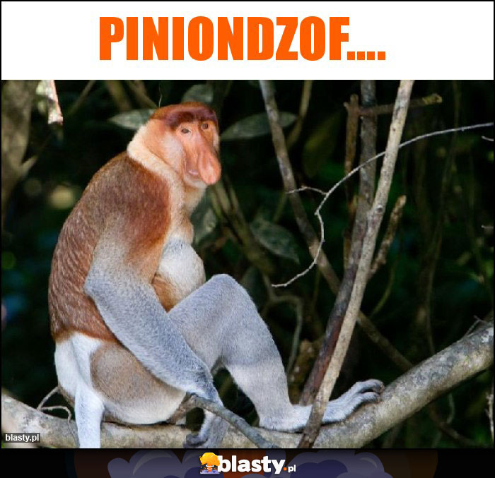 Piniondzof....