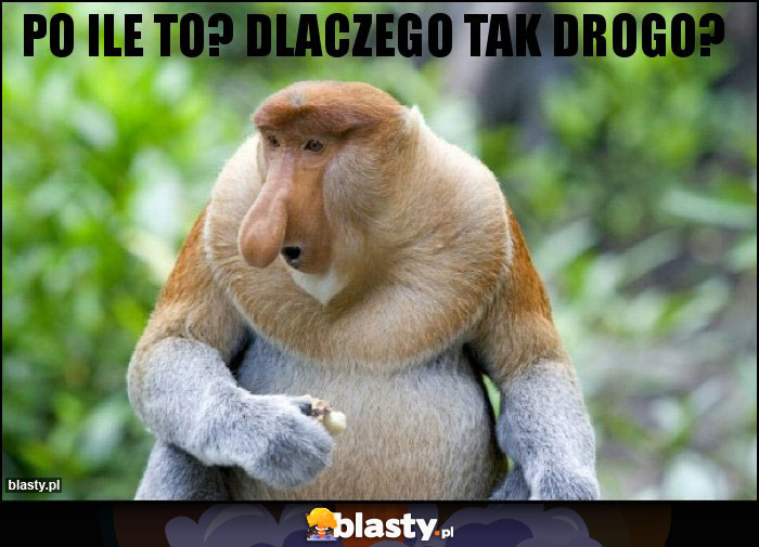 PO ILE TO? DLACZEGO TAK DROGO?