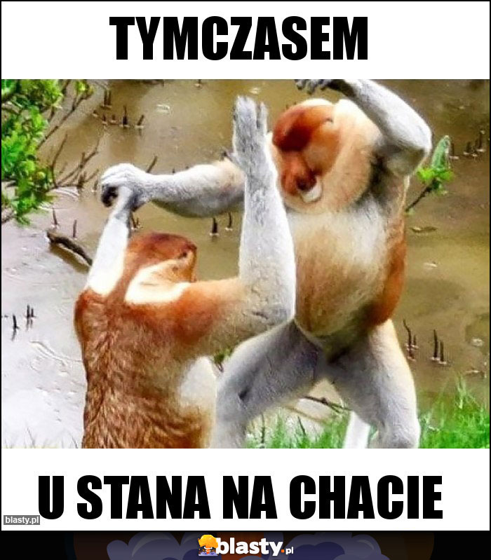 Tymczasem