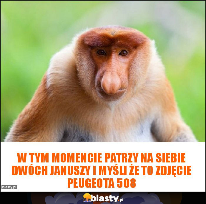 W tym momencie patrzy na siebie dwóch Januszy i myśli że to zdjęcie Peugeota 508