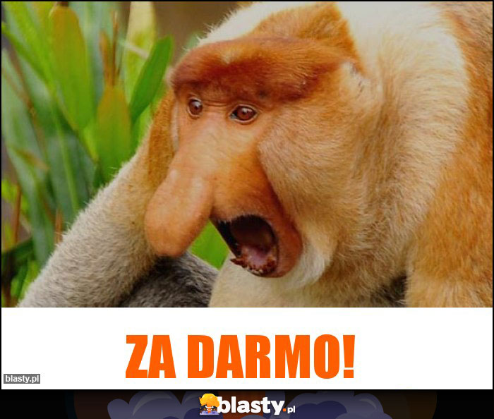 ZA DARMO!