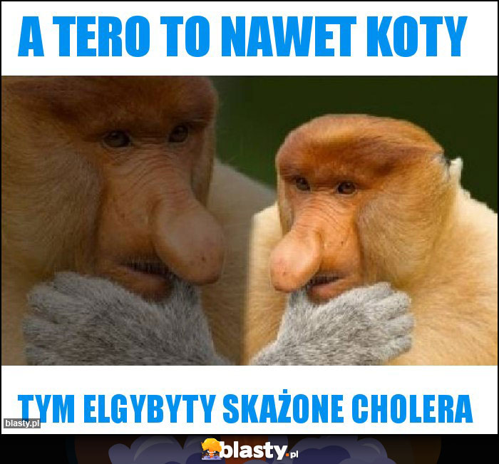 A tero to nawet koty