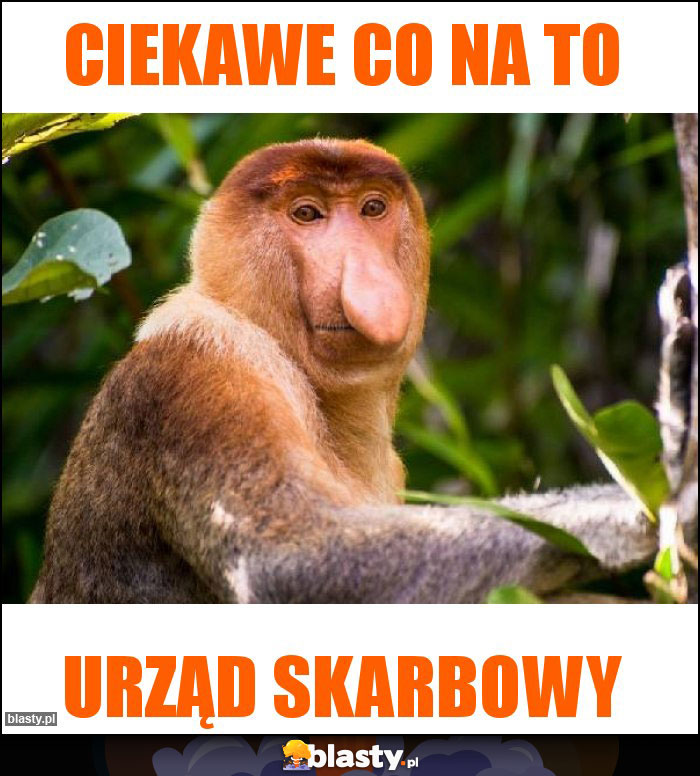 ciekawe co na to