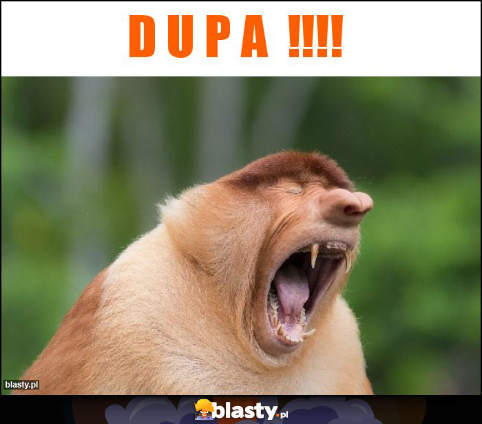 D u p a  !!!!