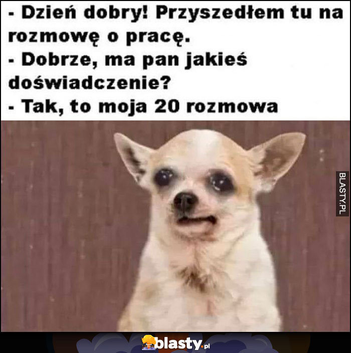 Dzień dobry ja na rozmowę o pracę, ma pan jakieś doświadczenie? Tak to moja 20 rozmowa pies piesek