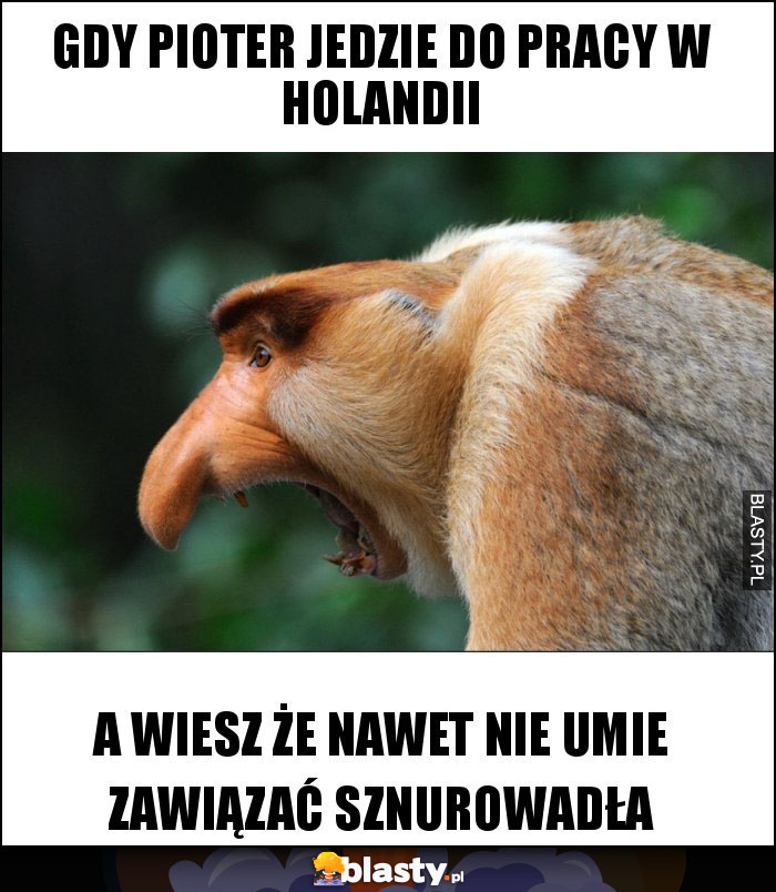 gdy pioter jedzie do pracy w holandii