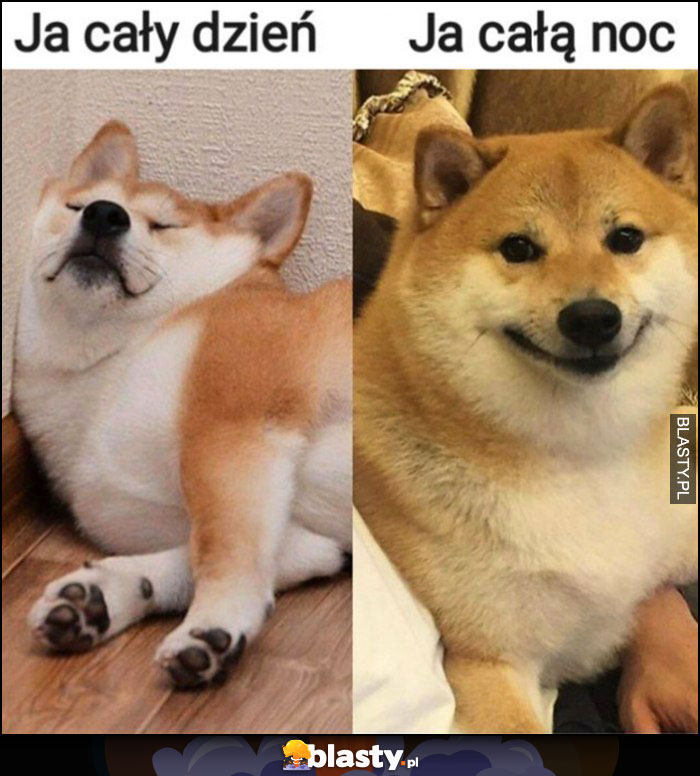 Ja cały dzień vs ja cała noc pies pieseł doge