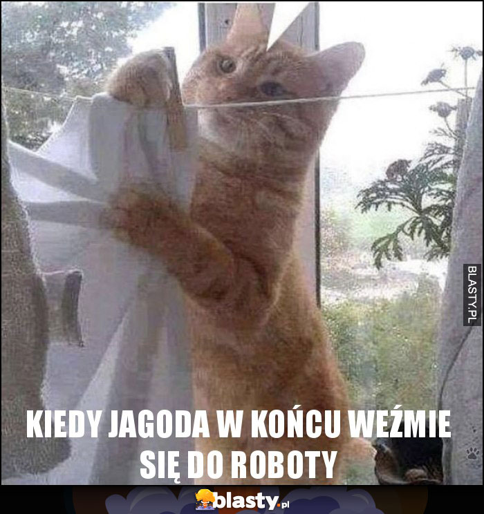 Kiedy jagoda w końcu weźmie się do roboty