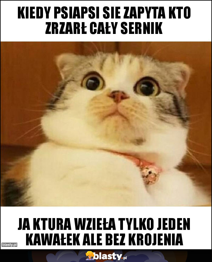 KIEDY PSIAPSI SIE ZAPYTA KTO ZRZARŁ CAŁY SERNIK