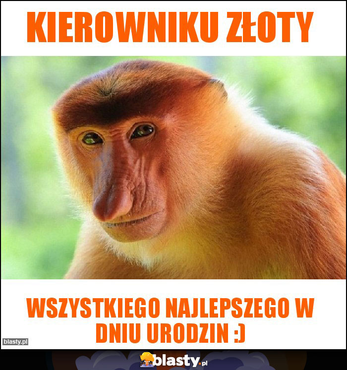 Kierowniku złoty