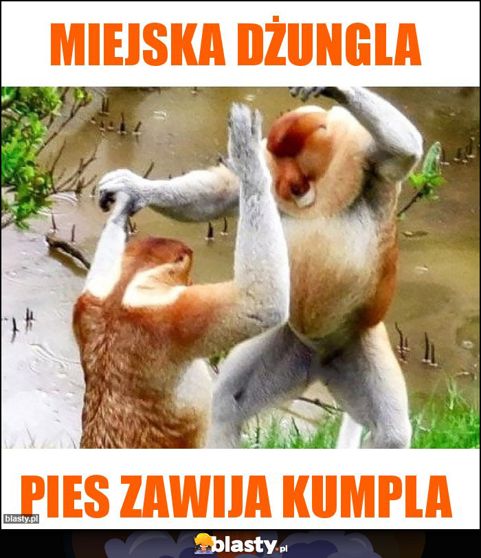 MIEJSKA DŻUNGLA