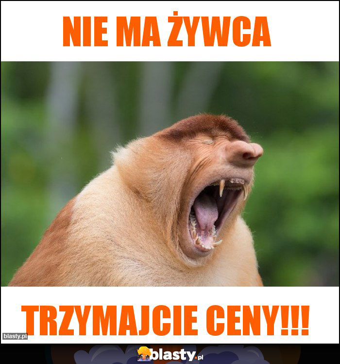 Nie ma żywca