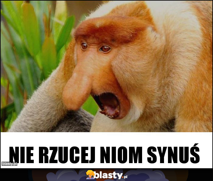 NIE RZUCEJ NIOM SYNUŚ