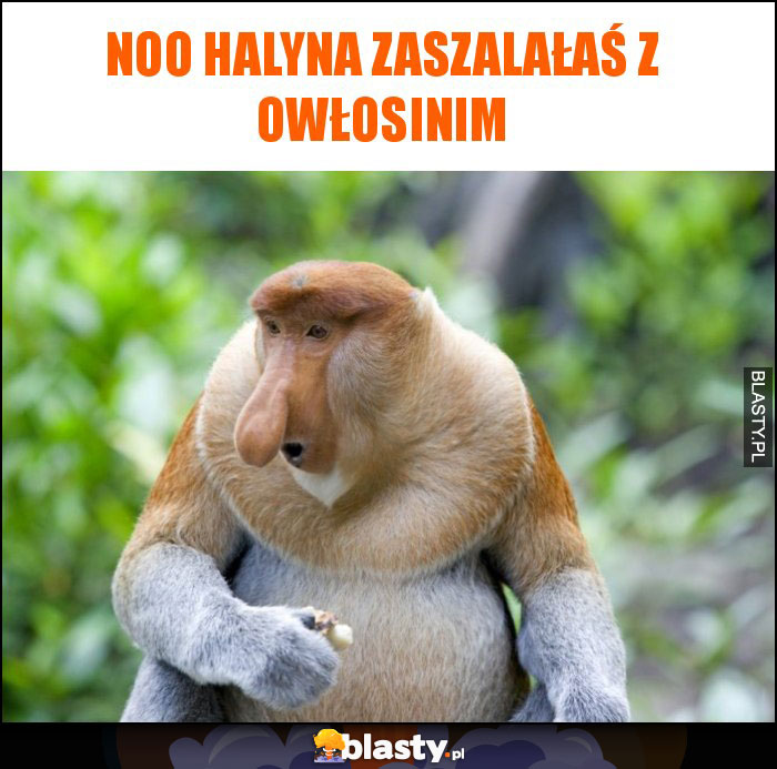 NOO HALYNA ZASZALAŁAŚ Z OWŁOSINIM