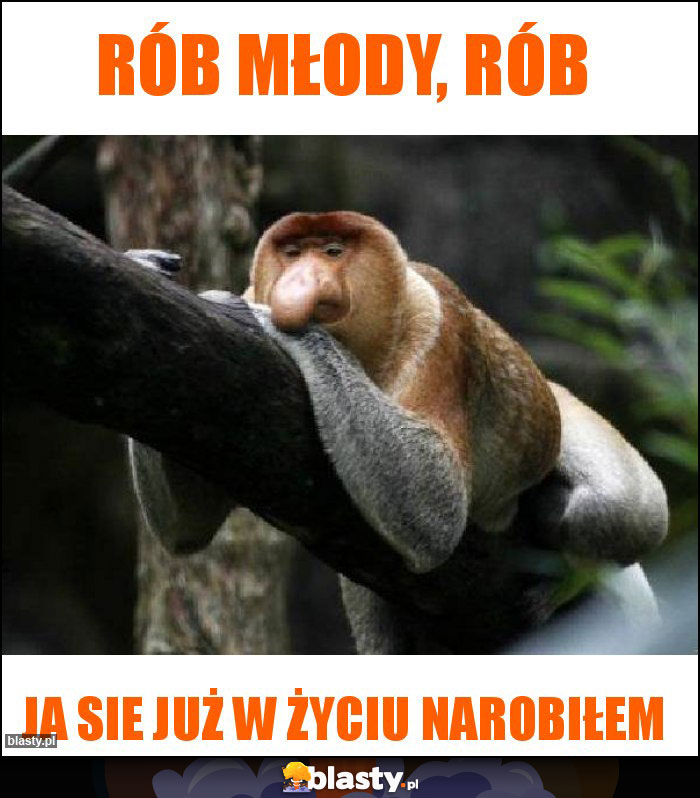 RÓB MŁODY, RÓB