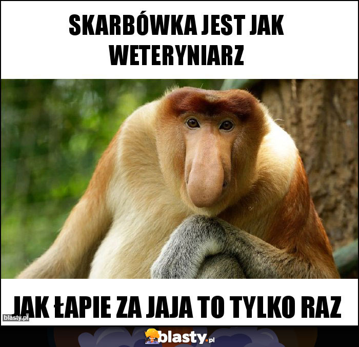 skarbówka jest jak weteryniarz