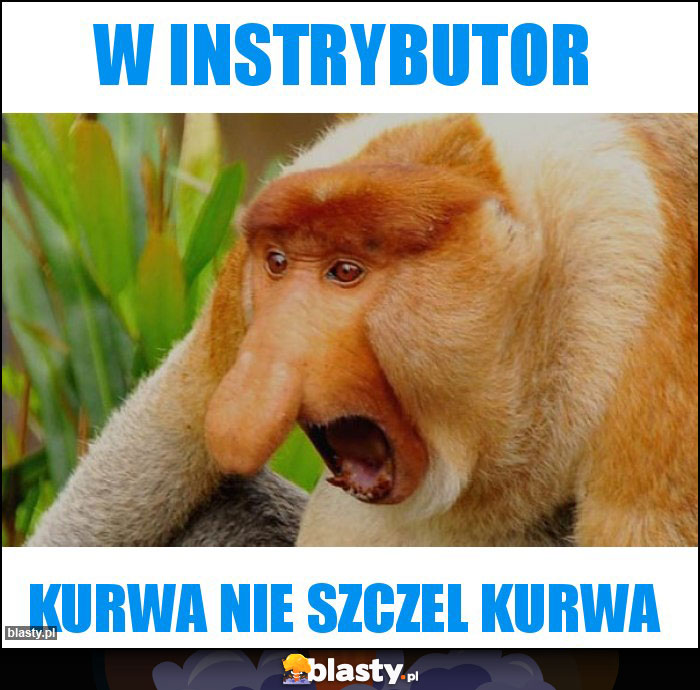 W INSTRYBUTOR