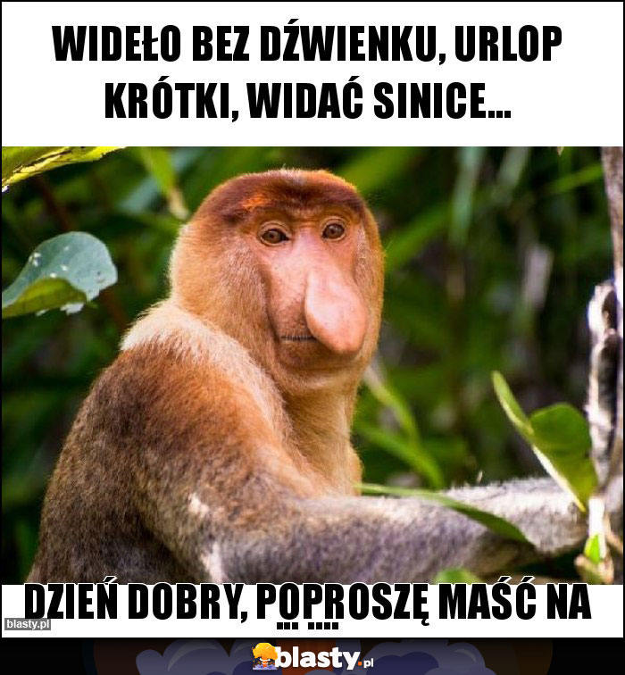 Wideło bez dźwienku, urlop krótki, widać sinice...