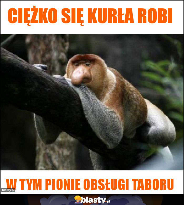 Ciężko się kurła robi