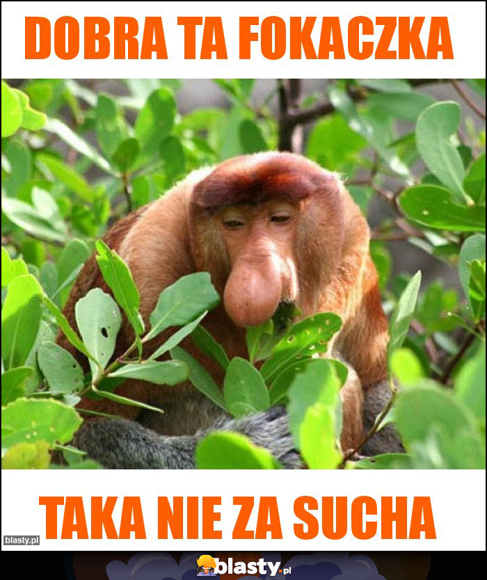 Dobra ta fokaczka