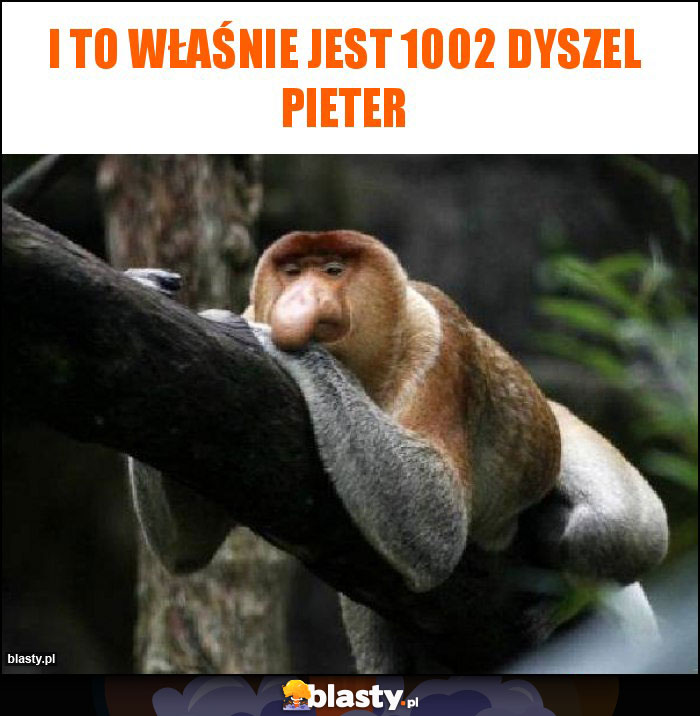 I to właśnie jest 1002 dyszel pieter