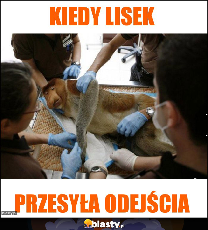 Kiedy lisek