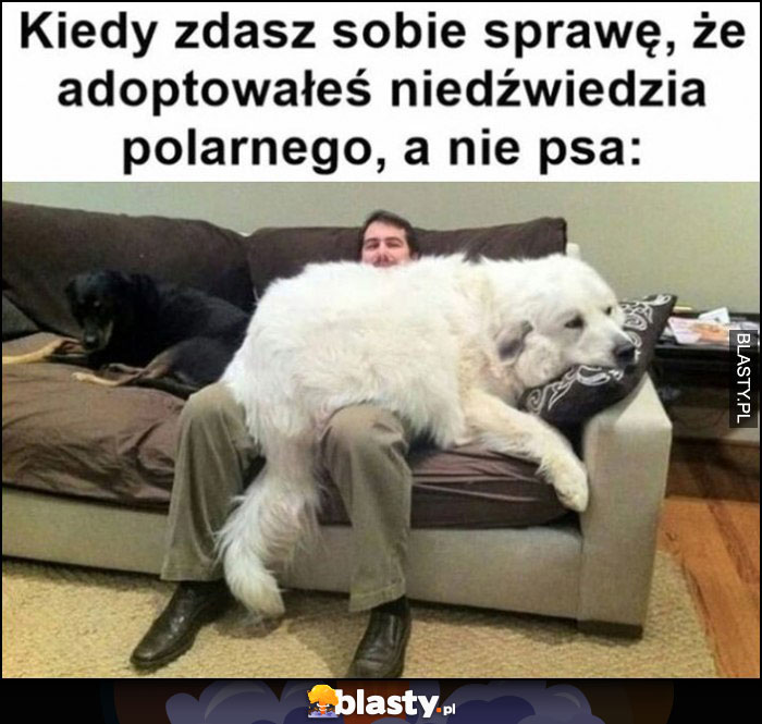 Kiedy zdasz sobie sprawę, że adoptowałeś niedźwiedzia polarnego, a nie psa wielki